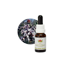 Australian Bush Flower Essences Grey Spider Flower 15ml
