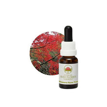 Australian Bush Flower Essences Illawarra Flame Tree 15ml