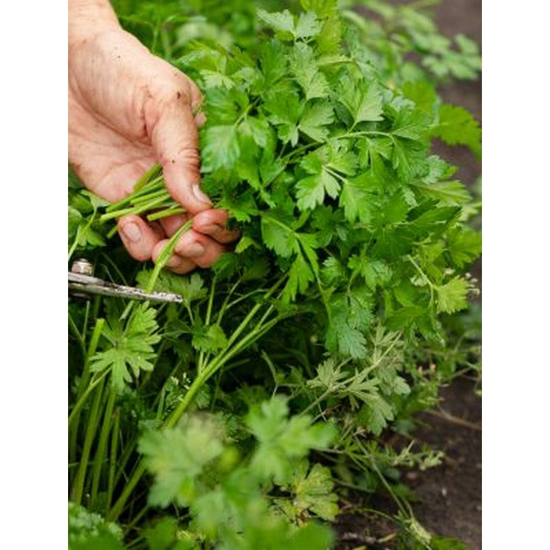 A.Vogel Herbamare Low Salt 125g