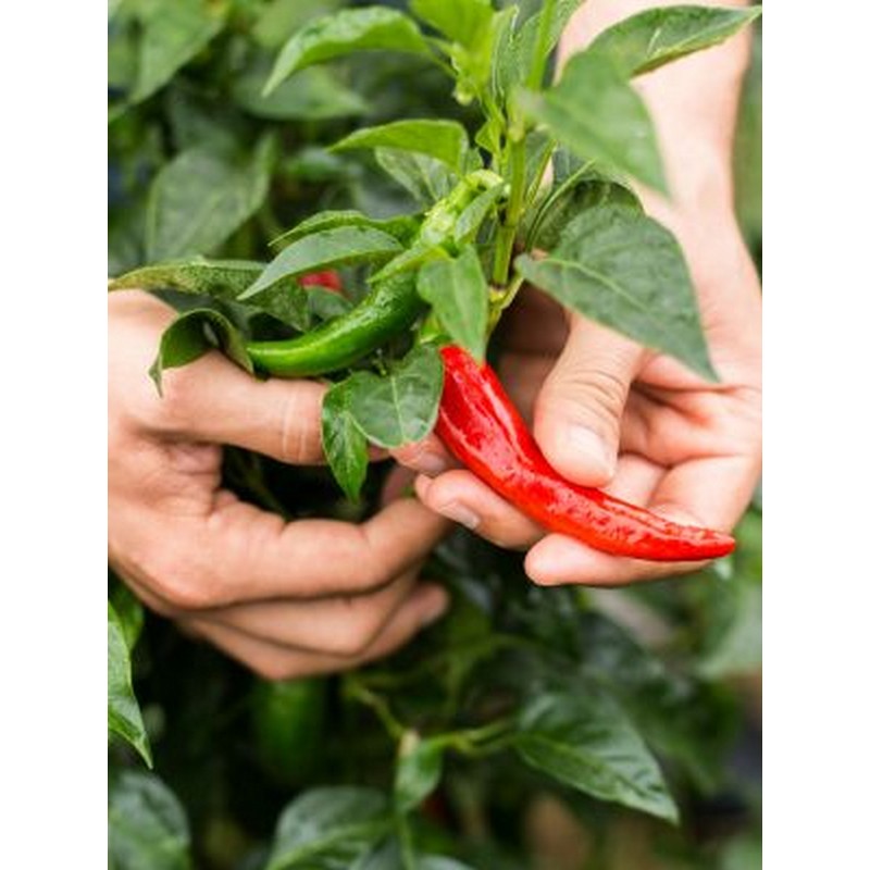 A.Vogel Herbamare Spicy 125g
