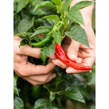 A.Vogel Herbamare Spicy 125g