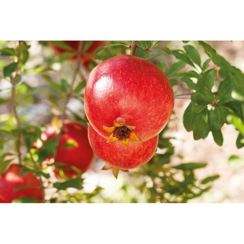 Weleda Pomegranate Body Oil 100ml